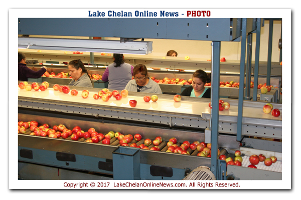 Organic Gala Apples  Delivered Straight From The Farm To Your Door –  Chelan Ranch